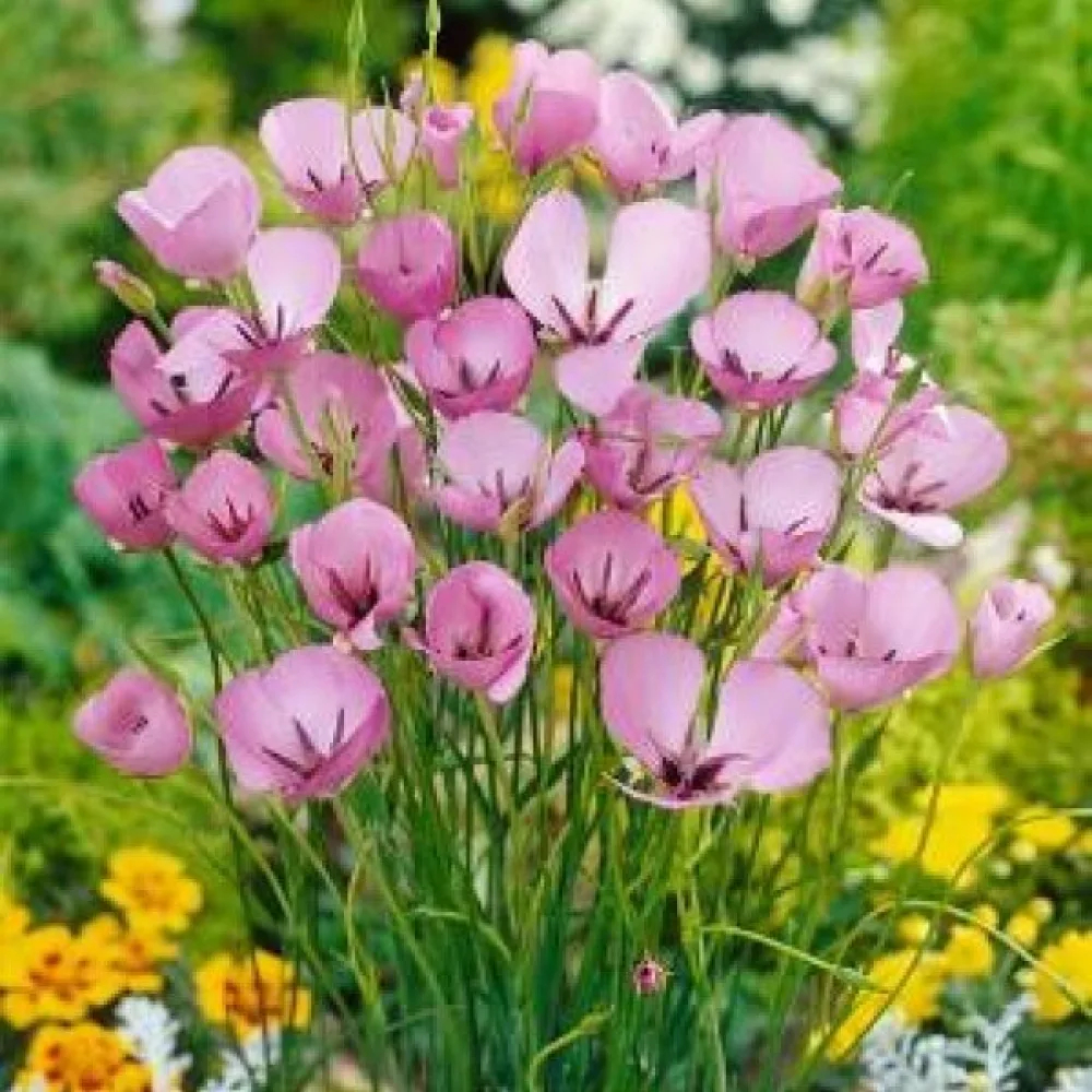 Kalochortus Cupido (jemný)