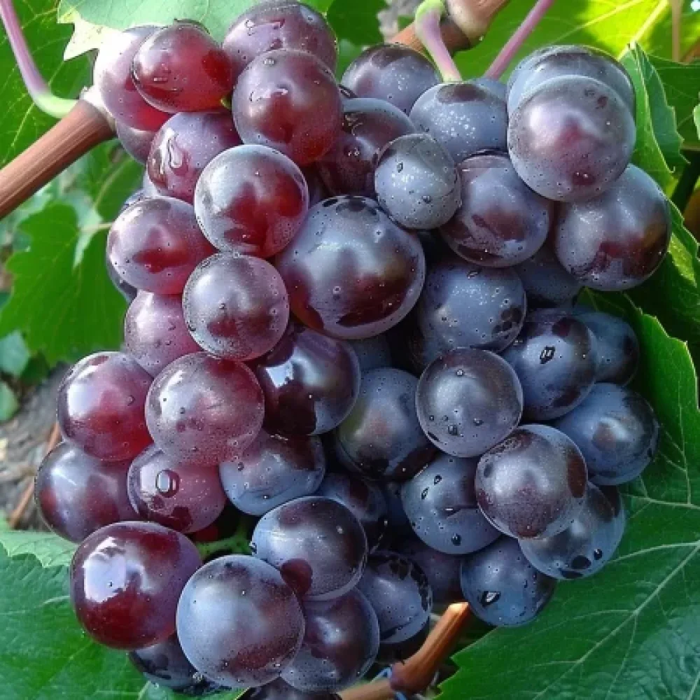 Vinič odroda Rusalka 3 - bezsemenná stolová odroda hrozna