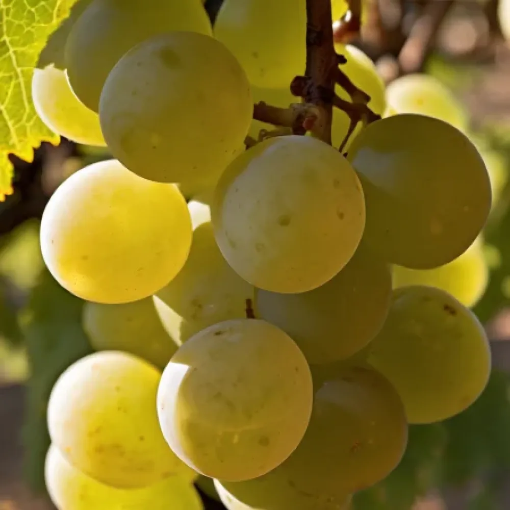 Vinič Naslada - biela stolová, komplexne odolná - stredne skoro dozrievajúca