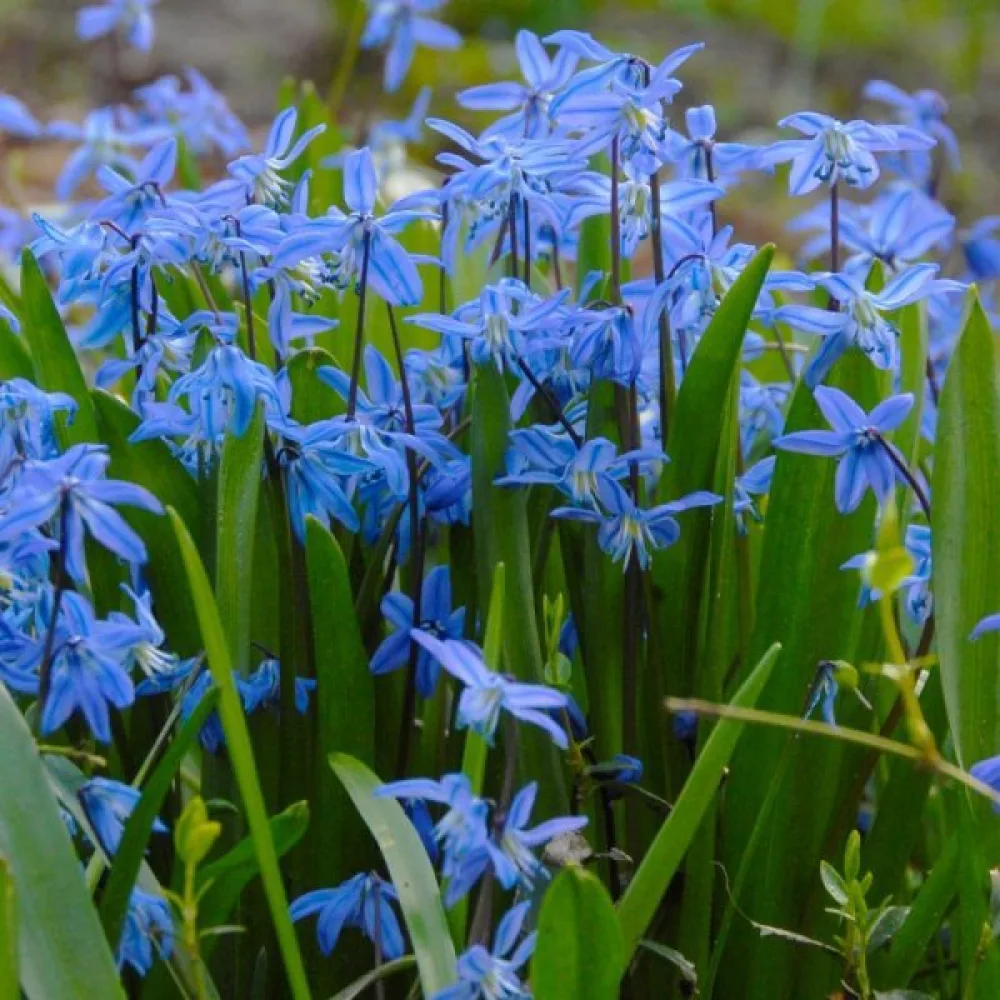 Scila Siberica (modrá)