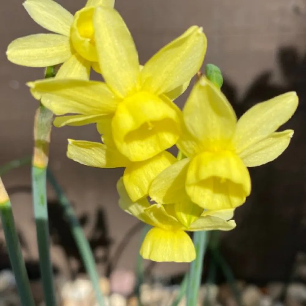 Narcis Angels Whisper