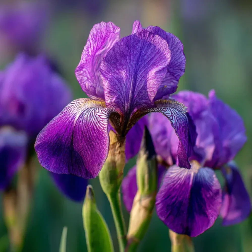 Kosatec Discovery Purple (fialový)