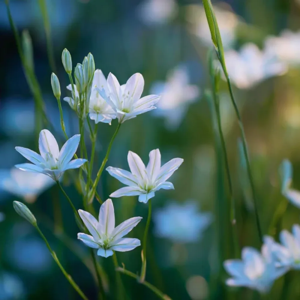 Triteleia Hyacinthina (fialová)