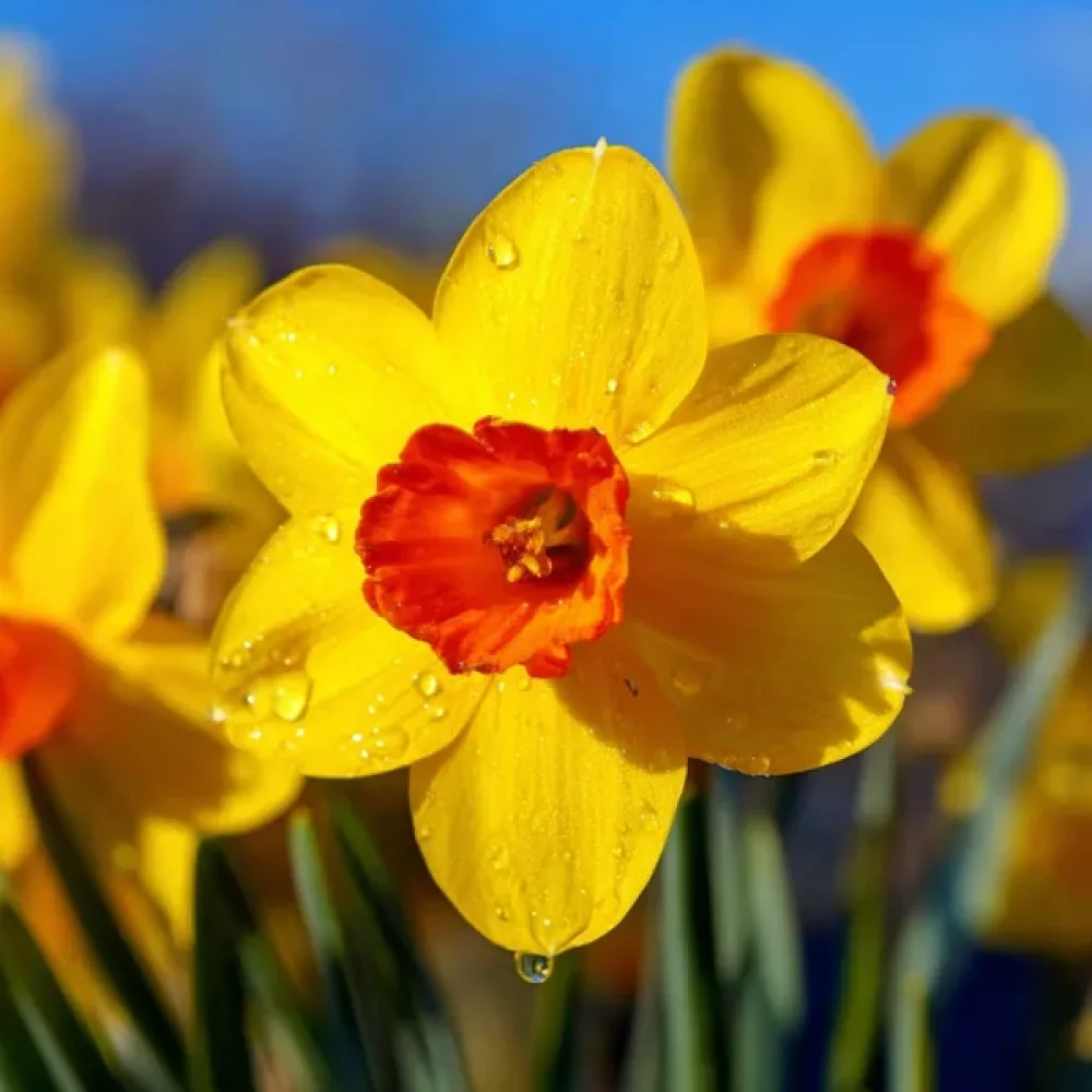 Narcis February Fortune