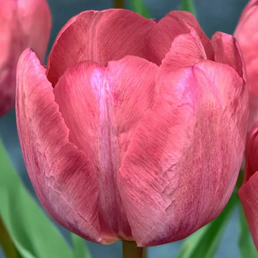 Tulipán Taiwan (ružový)