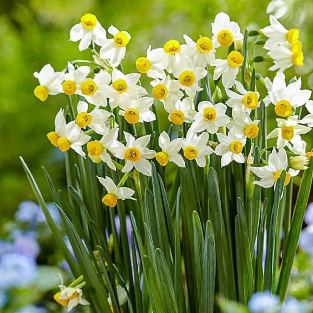 Narcis Canaliculatus (žltý)