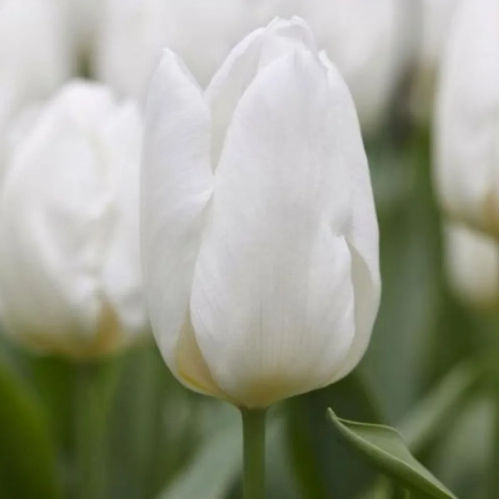 Tulipán White prince (biely)