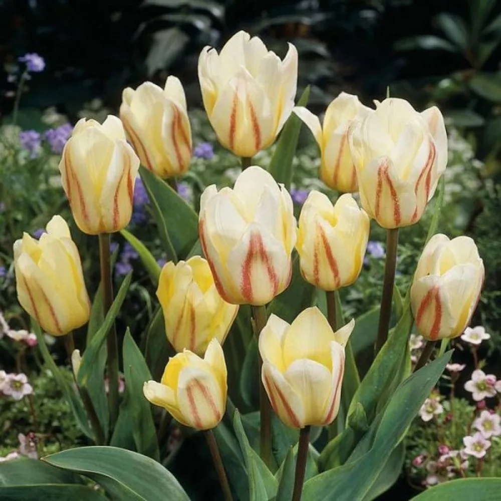 Tulipán White Fire