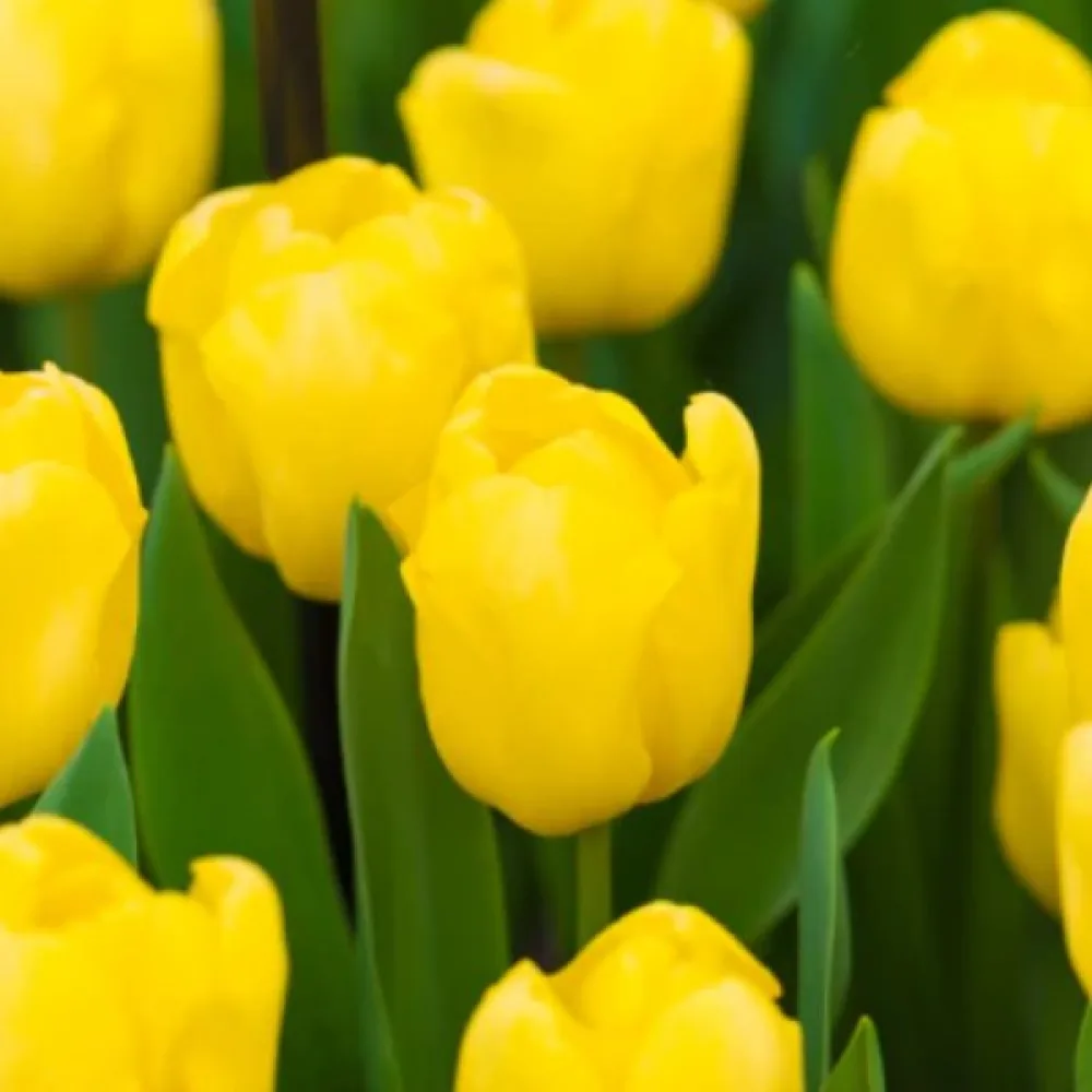 Tulipán Novi Sun