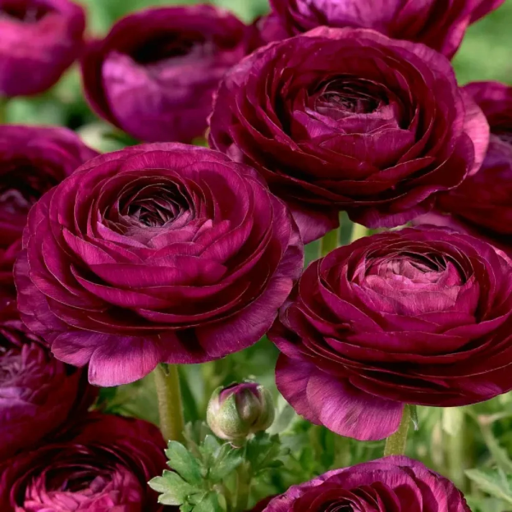 Iskerník Purple Tomer (fialový)