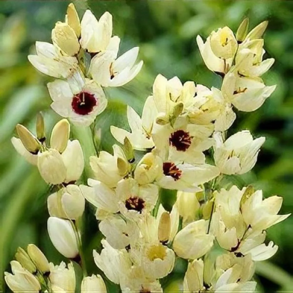 Ixia HOGARTH (krémová)