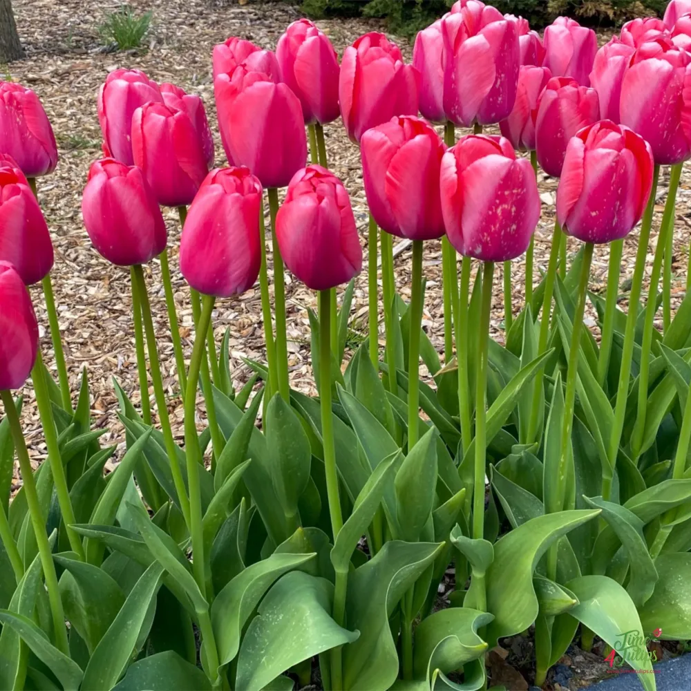 Tulipán Pink Pride (ružový)