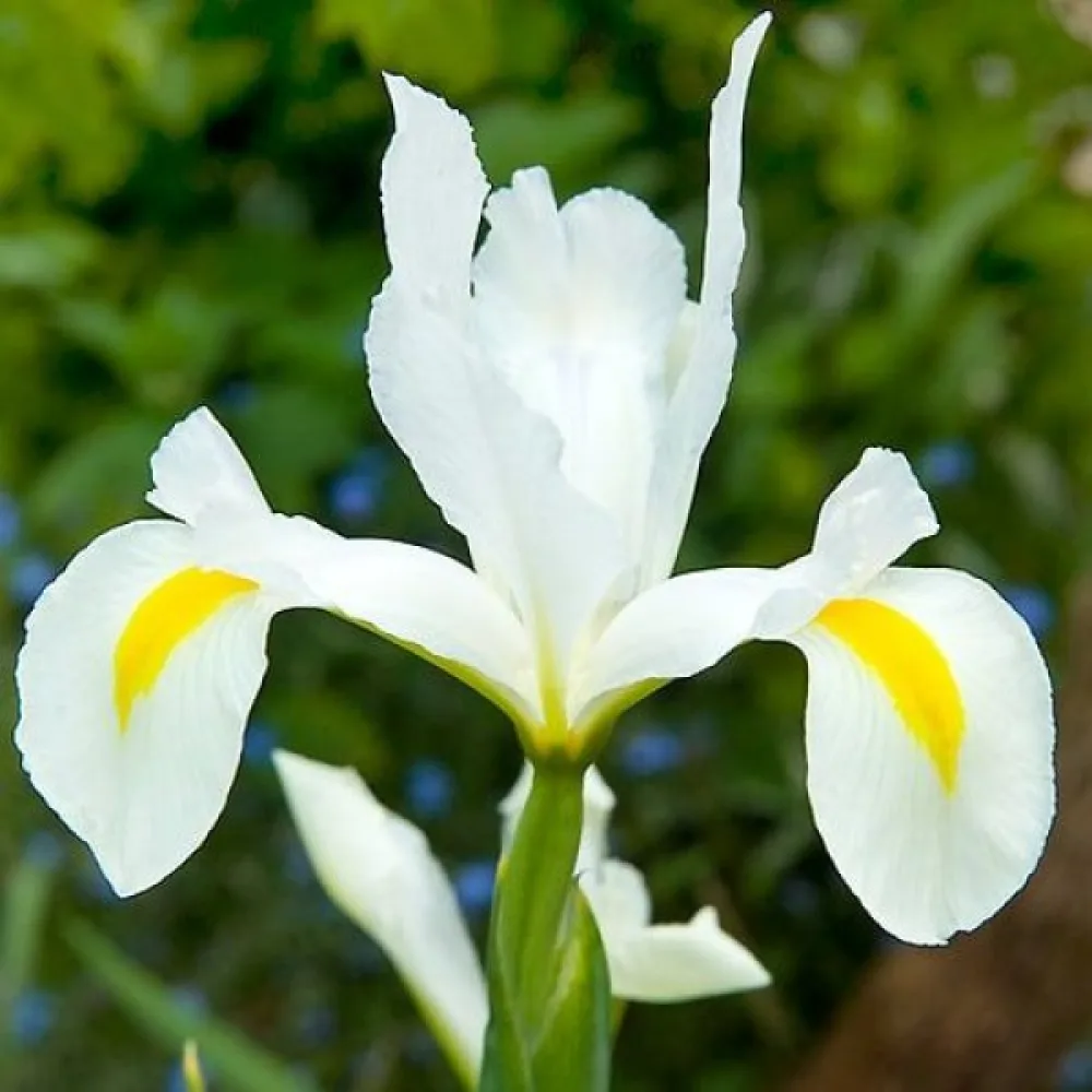 Kosatec White Van Vliet