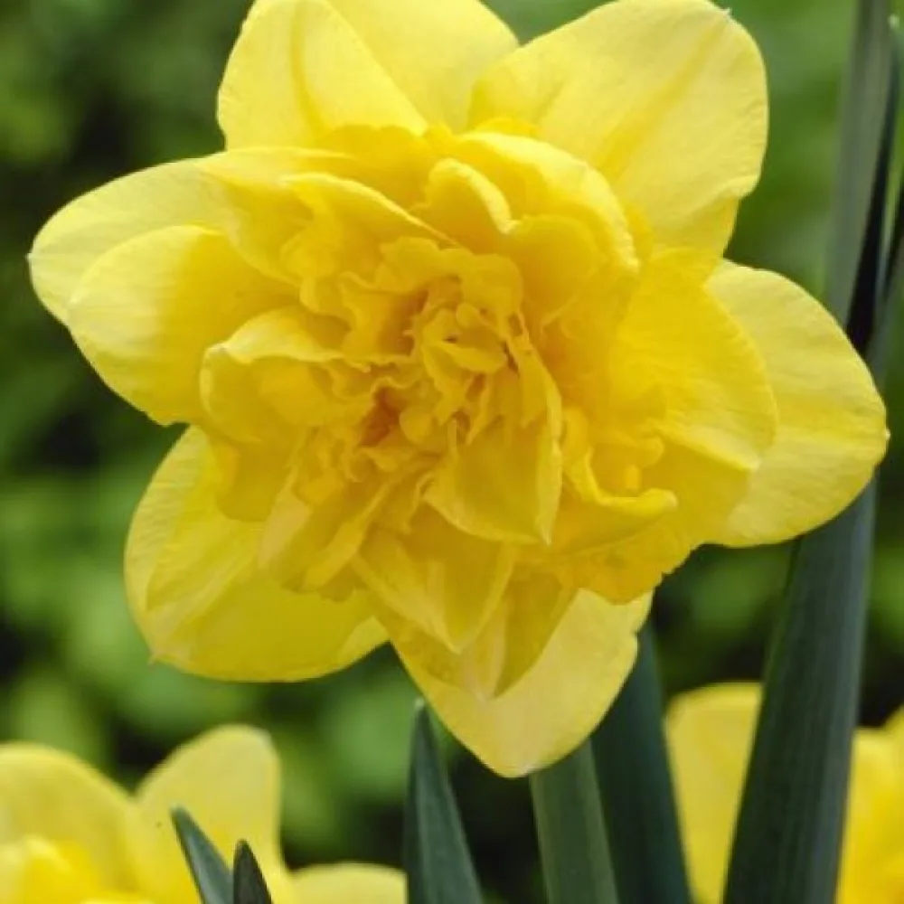 Narcis Dick Wilden (žltý)