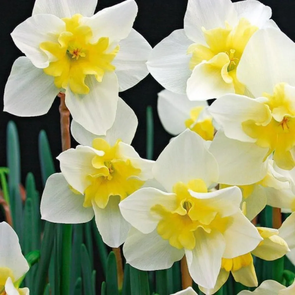 Narcis Bella Estrella