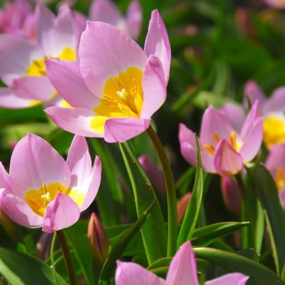 Tulipán Saxatilis (ružový)