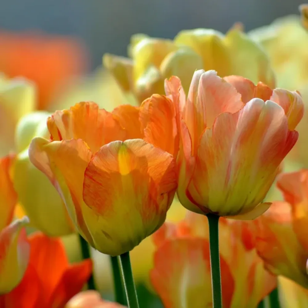 Tulipán Daydream (krémový)