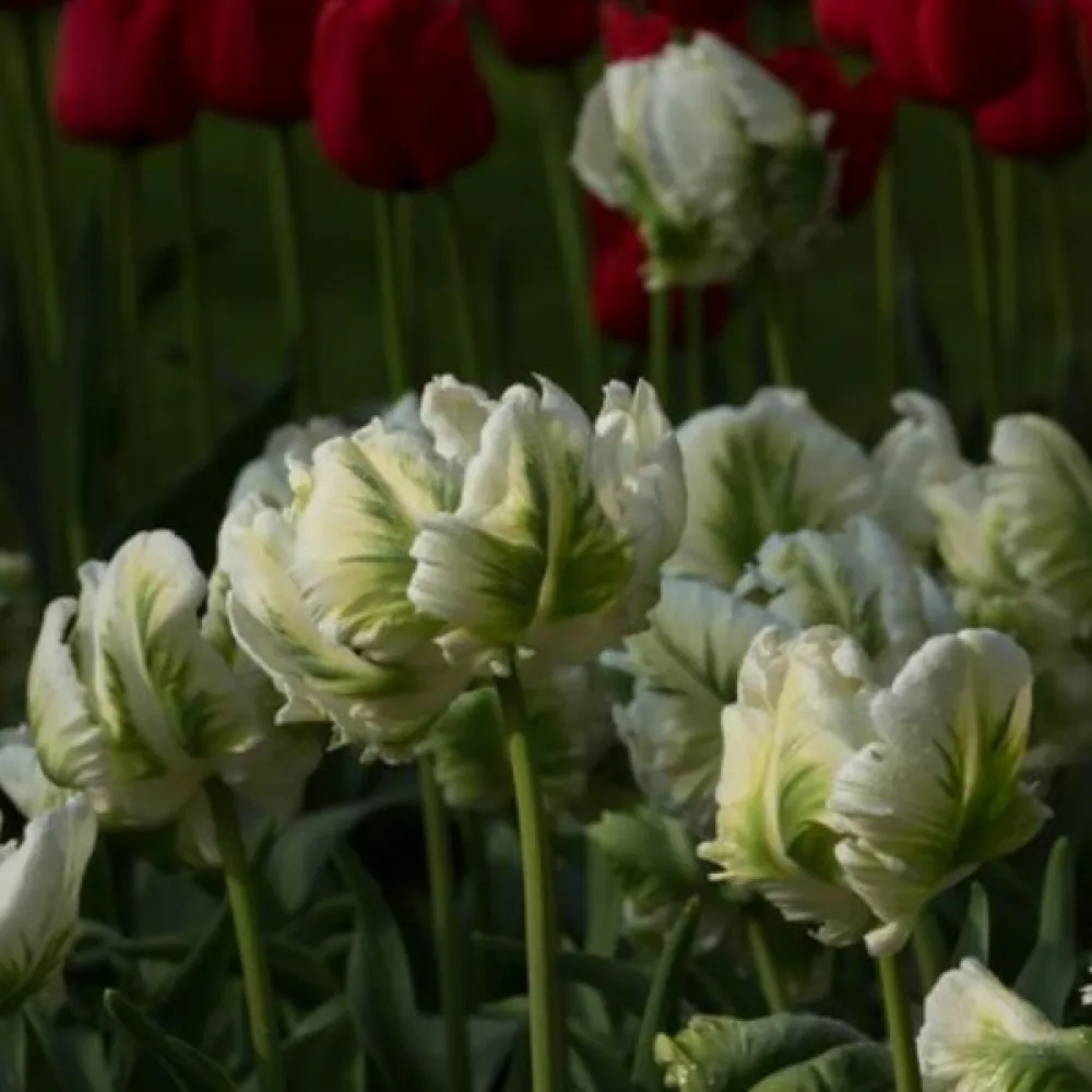 Tulipán Super parrot