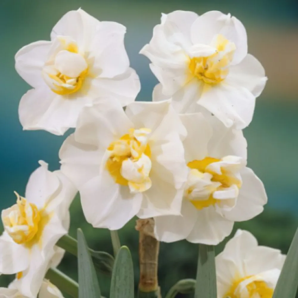 Narcis White Cheerfulness