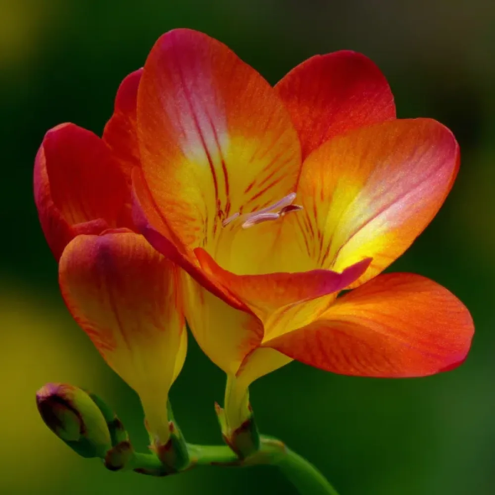 Frézia Orange Single (oranžová)