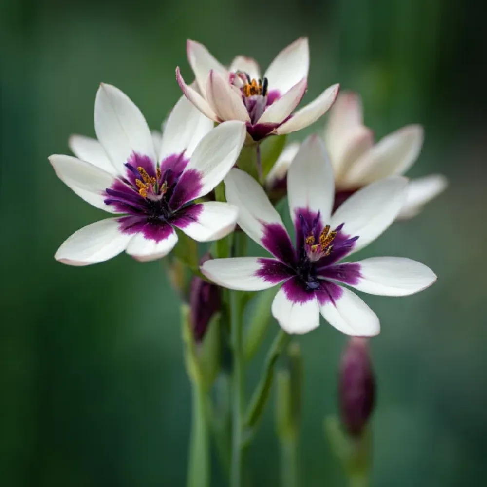 Ixia Spotlight (biela)