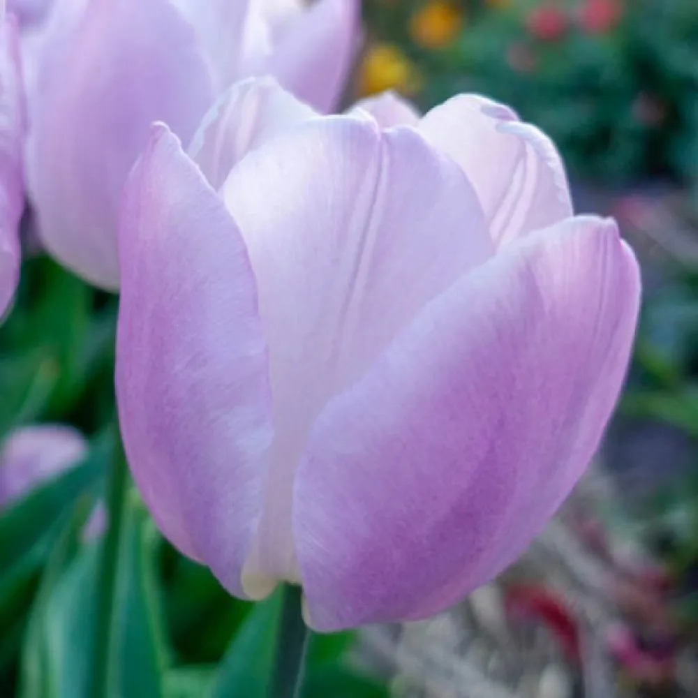Tulipán Candy Prince