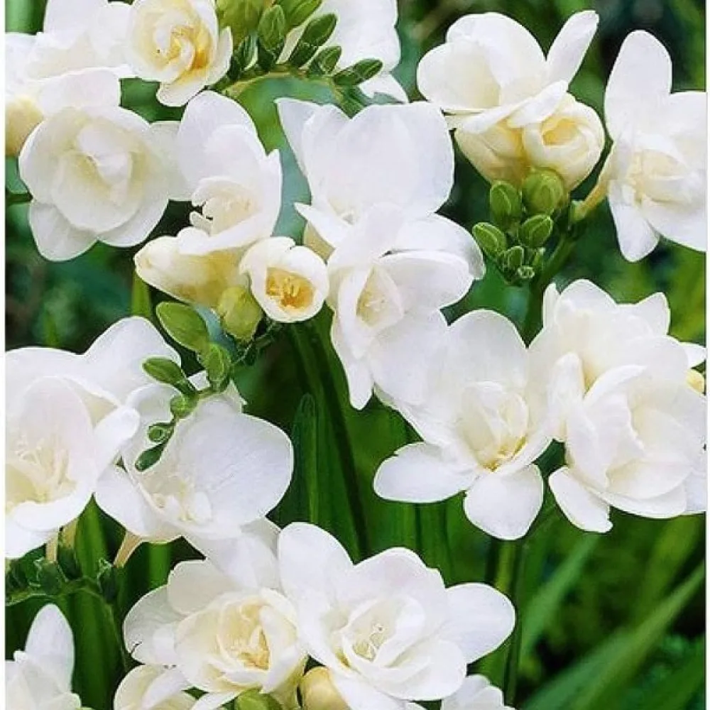 Frézia Double white (biela plnokvetá)