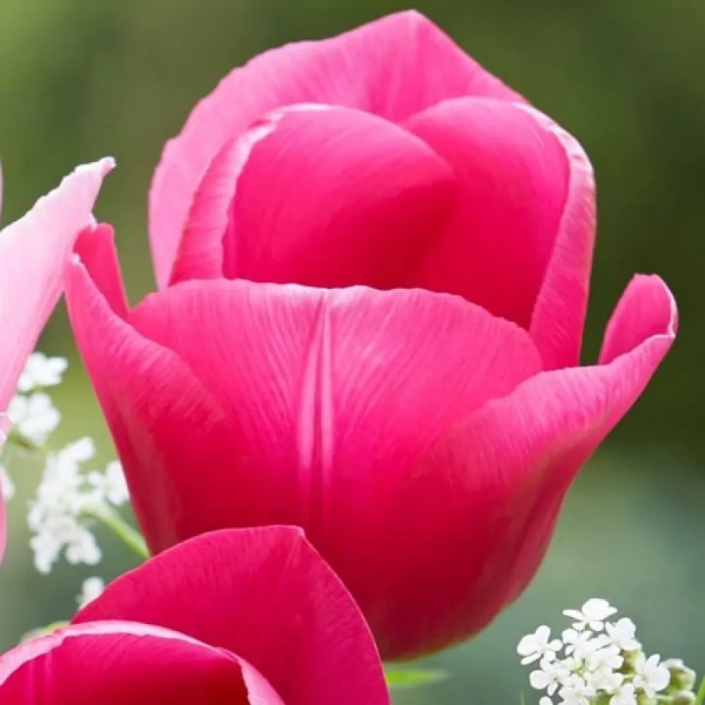 Tulipán Carola (ružový)