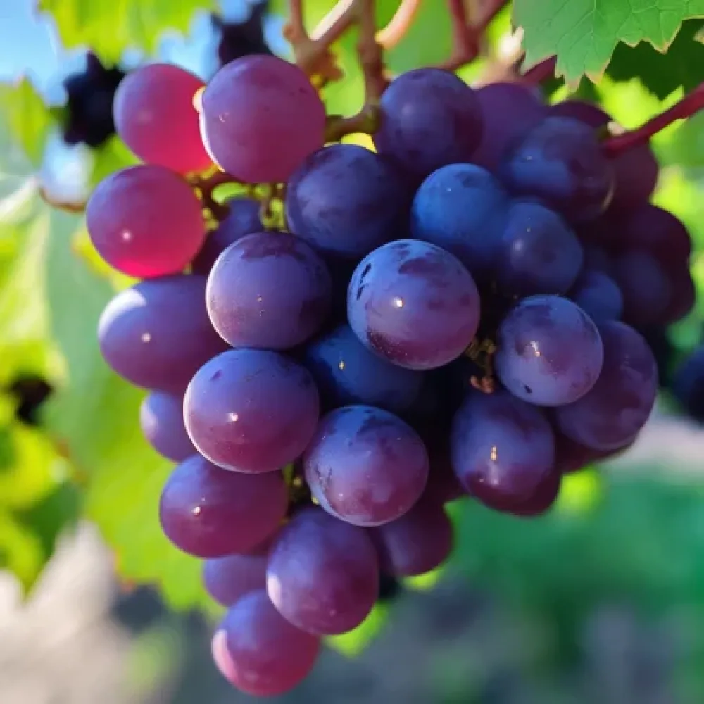 Vinič Rusenski misket – červená stolová odroda hrozna, skorá