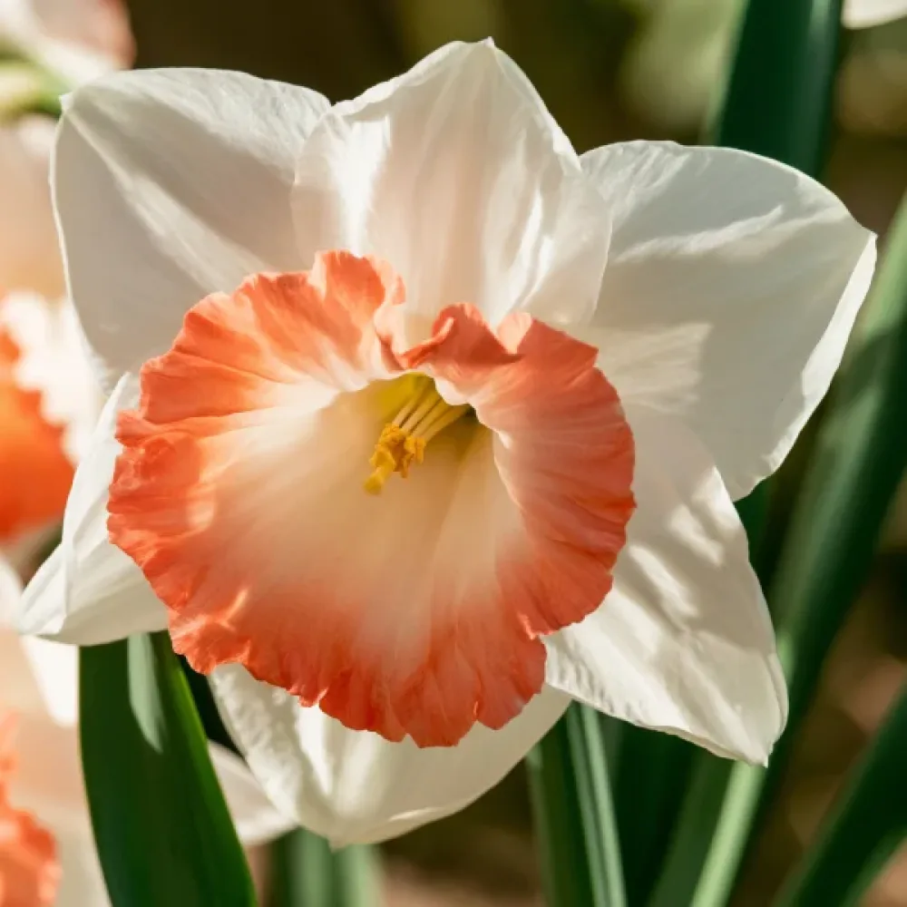 Narcis Pink Charm (ružový)