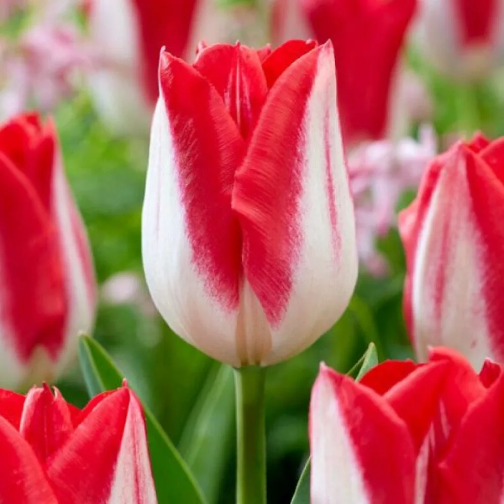 Tulipán Kissable (fialový)