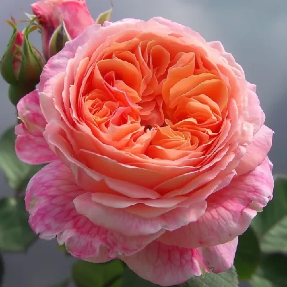 Ruža Perlová rosa - voľnokorenná