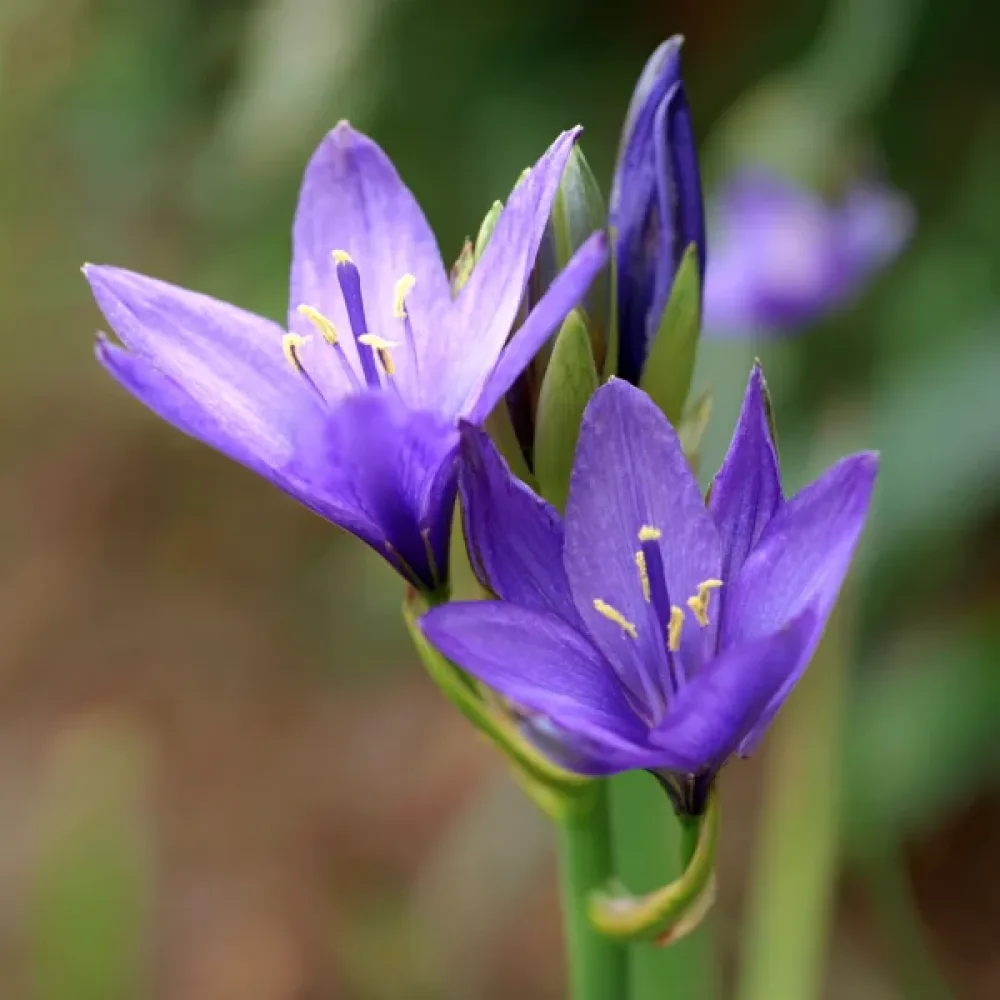 Ixiolirion tataricum Pallasii (fialový)