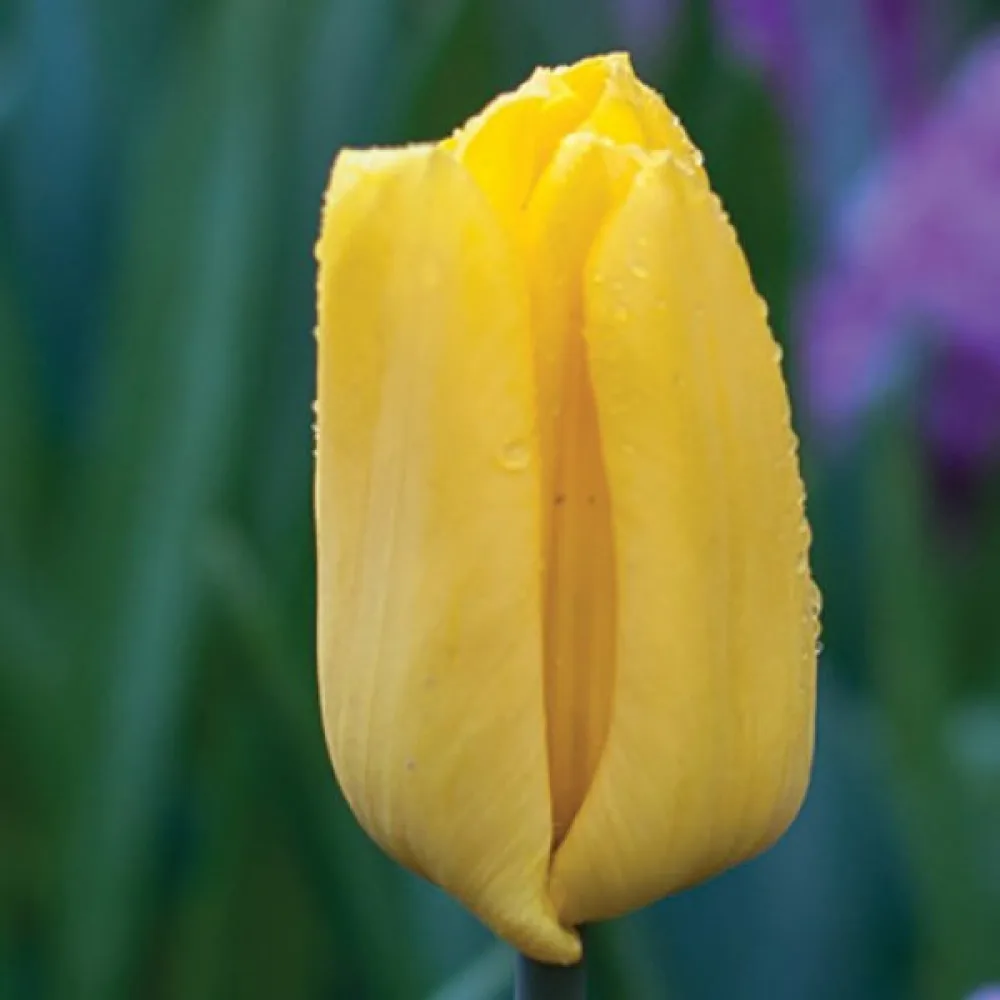 Tulipán Strong Gold (žiarivo zlatý)