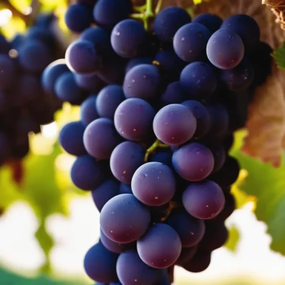 Vinič odroda Pinot noir, červená muštová - skoro dozrievajúca