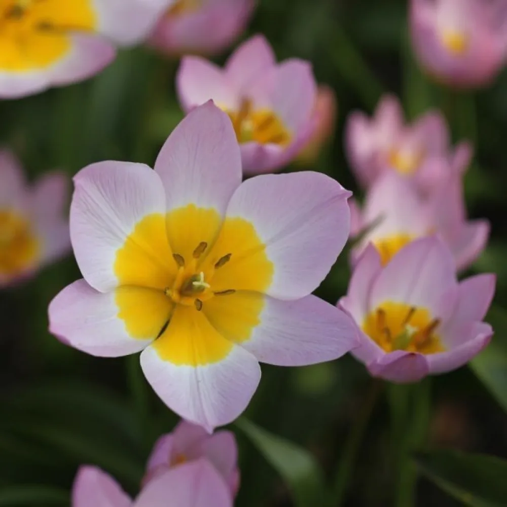 Tulipán Bakeri lilac wonder (orgovánový)