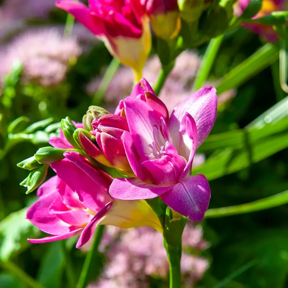 Frézia Double Pink (ružová)