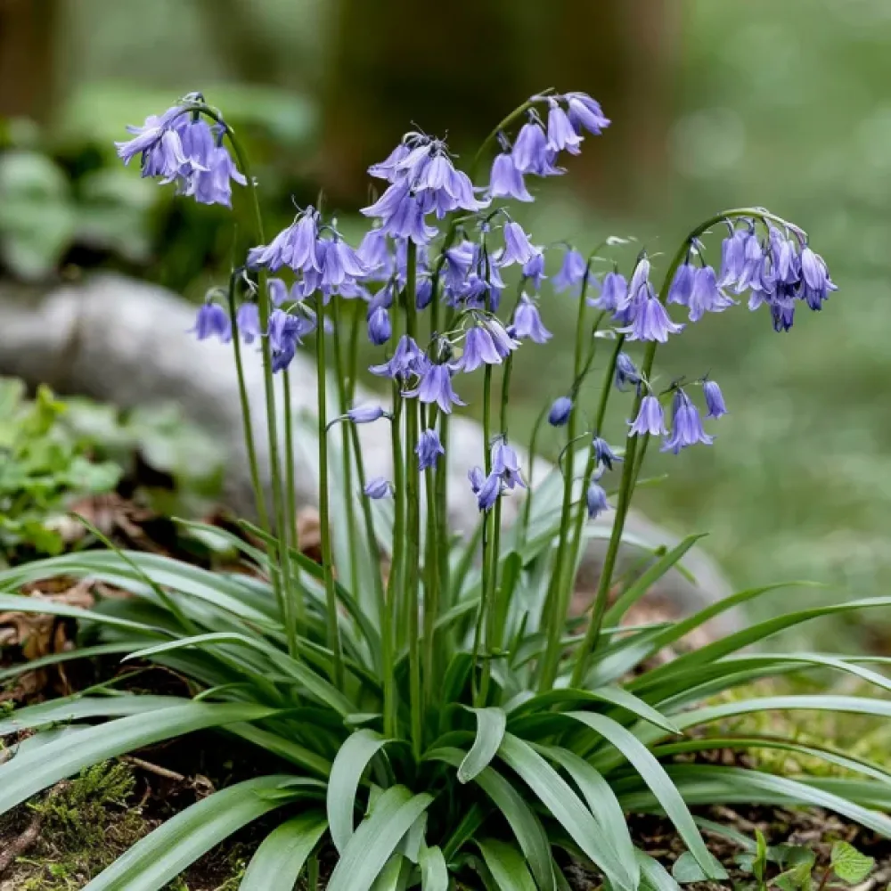 Ifeón Uniflorum Wisley Blue (modrý)