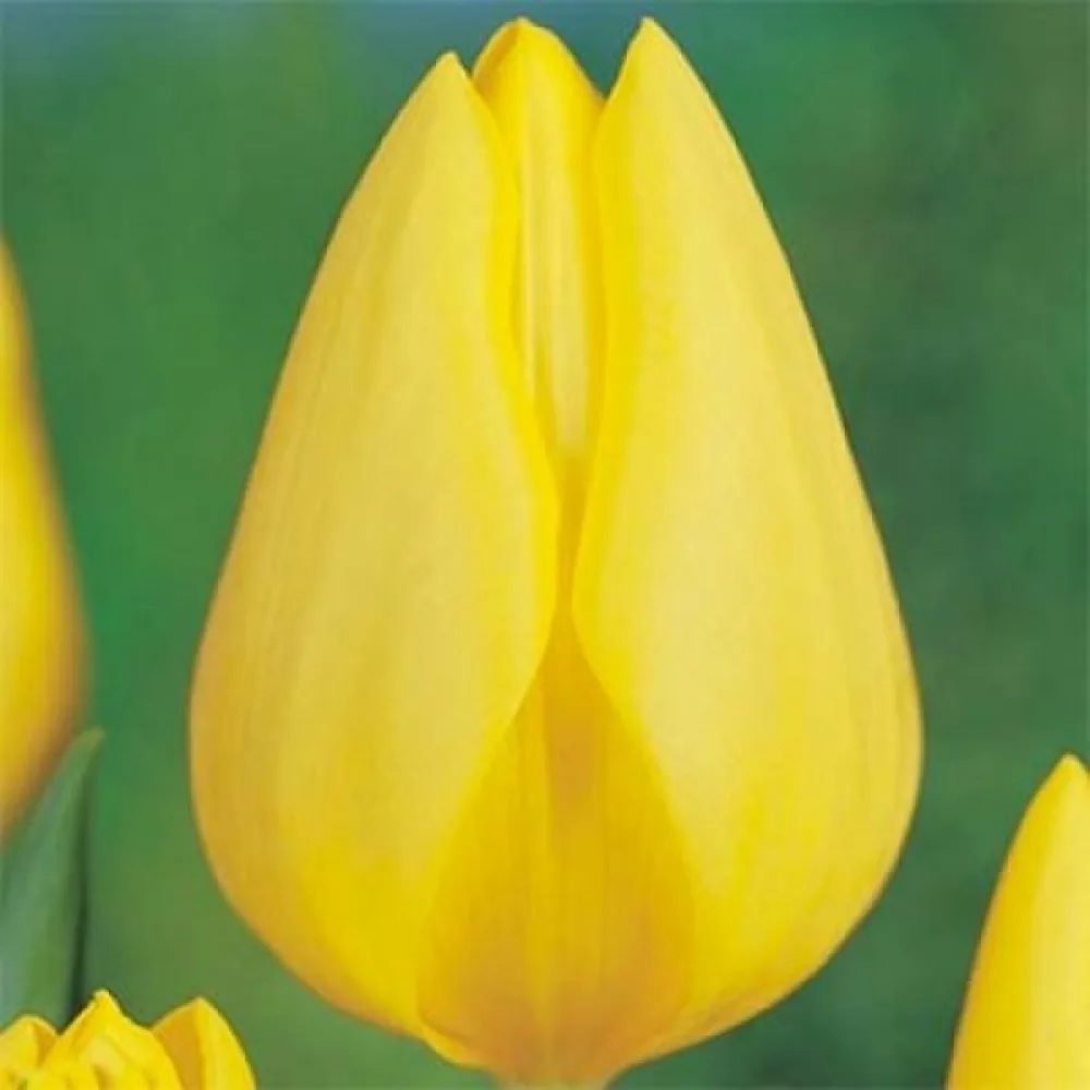 Tulipán Friendship 1998 (žltý)