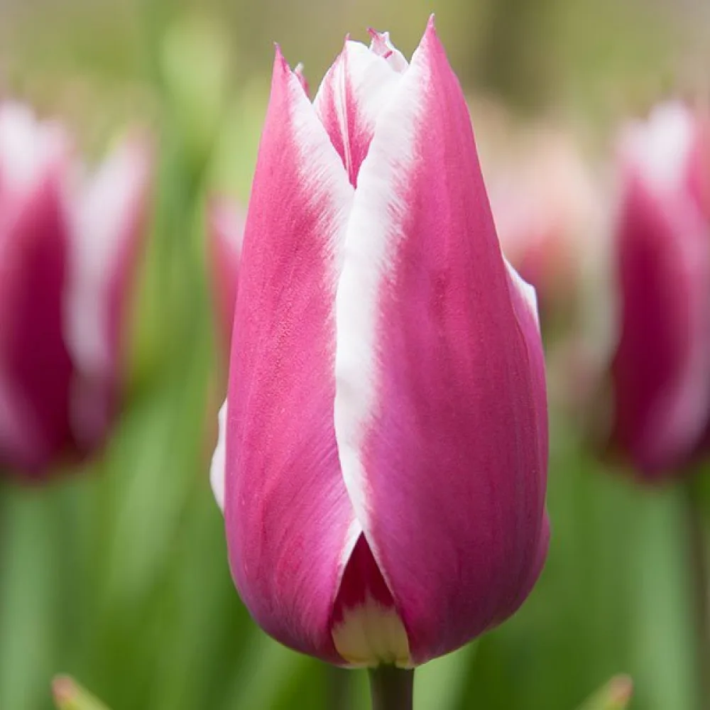 Tulipán Claudia (fialový)