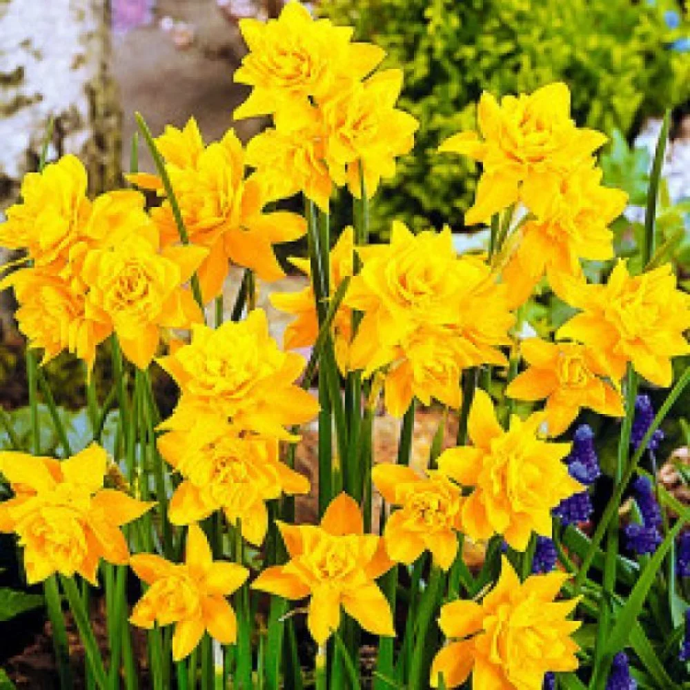 Narcis Campernellen double (plnokvetý)