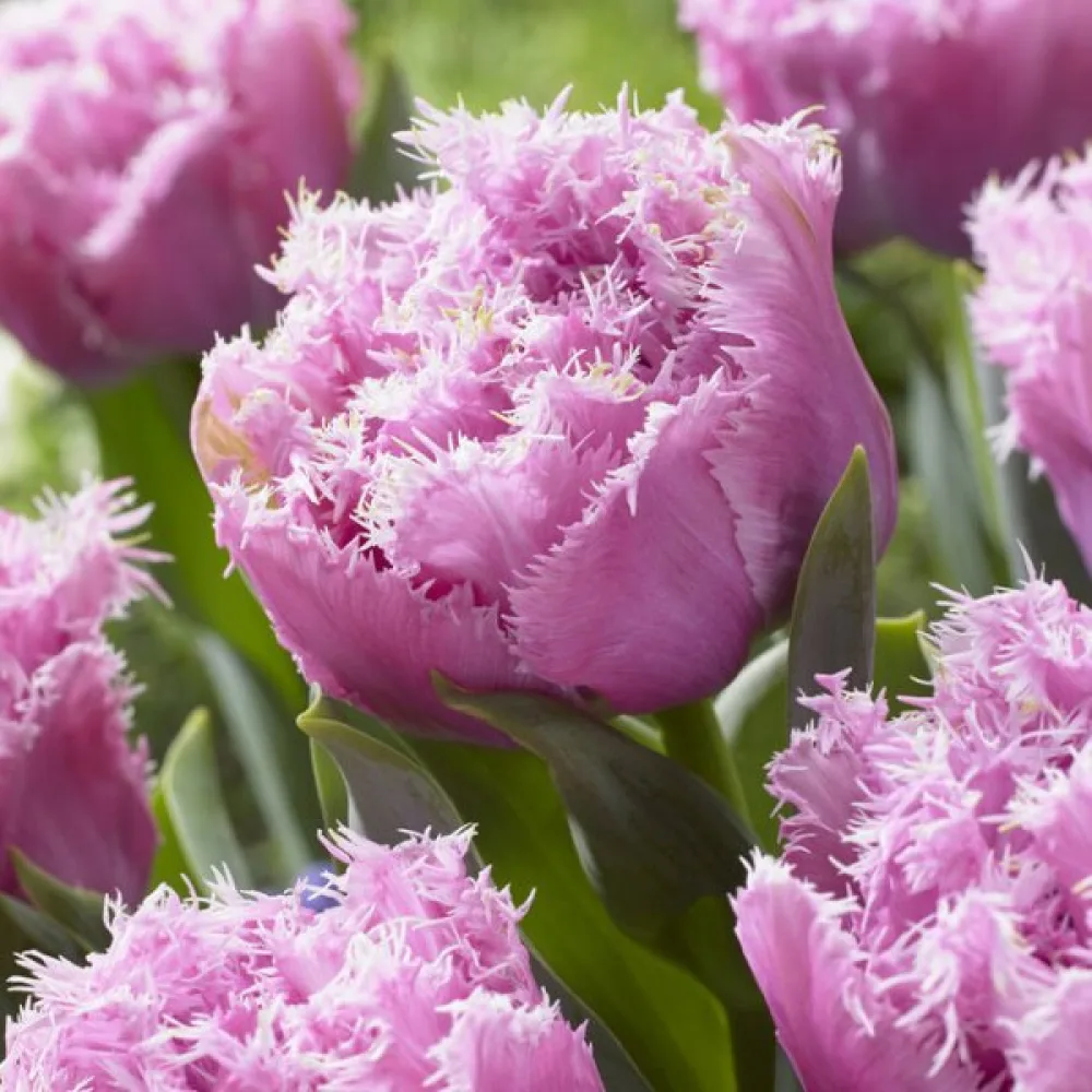 Tulipán Perth (ružový)