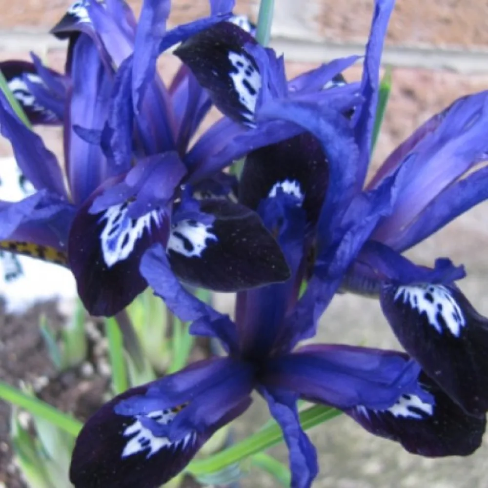 Kosatec Blue Note Reticulata (modrý)