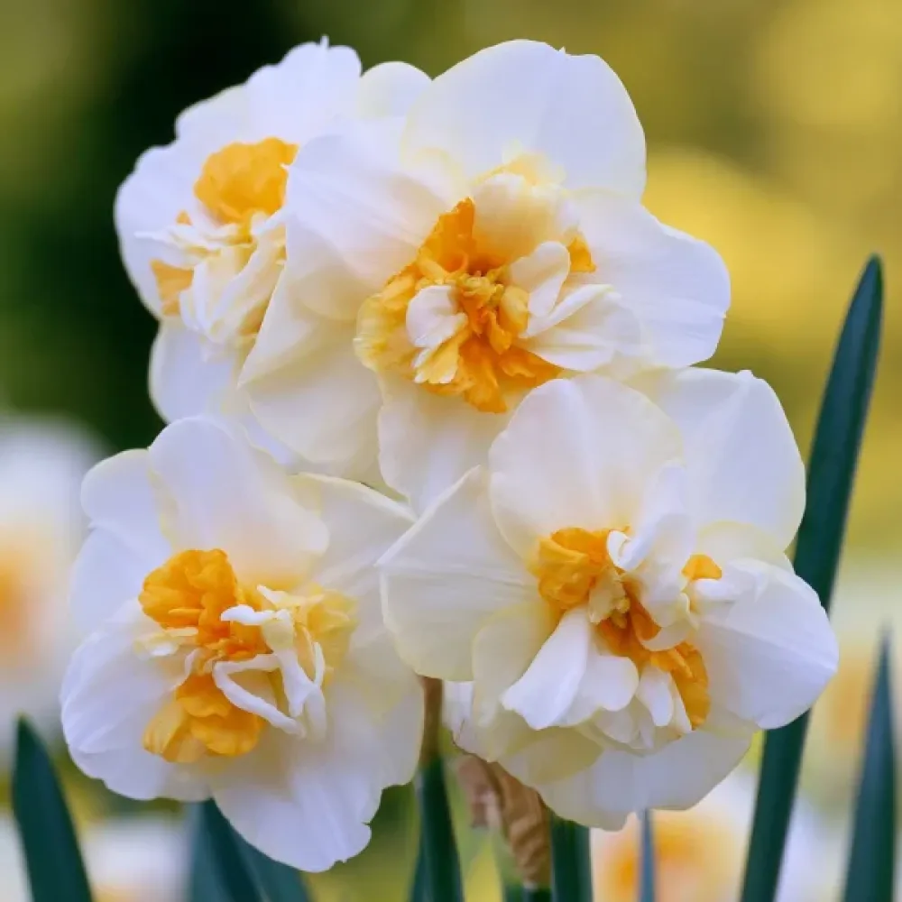 Narcis Sir Winston Churchill
