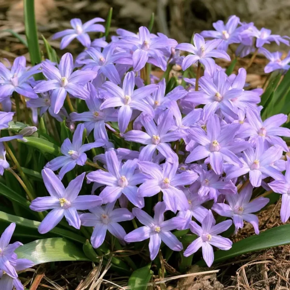 Ladonka Violet Beauty (fialová)