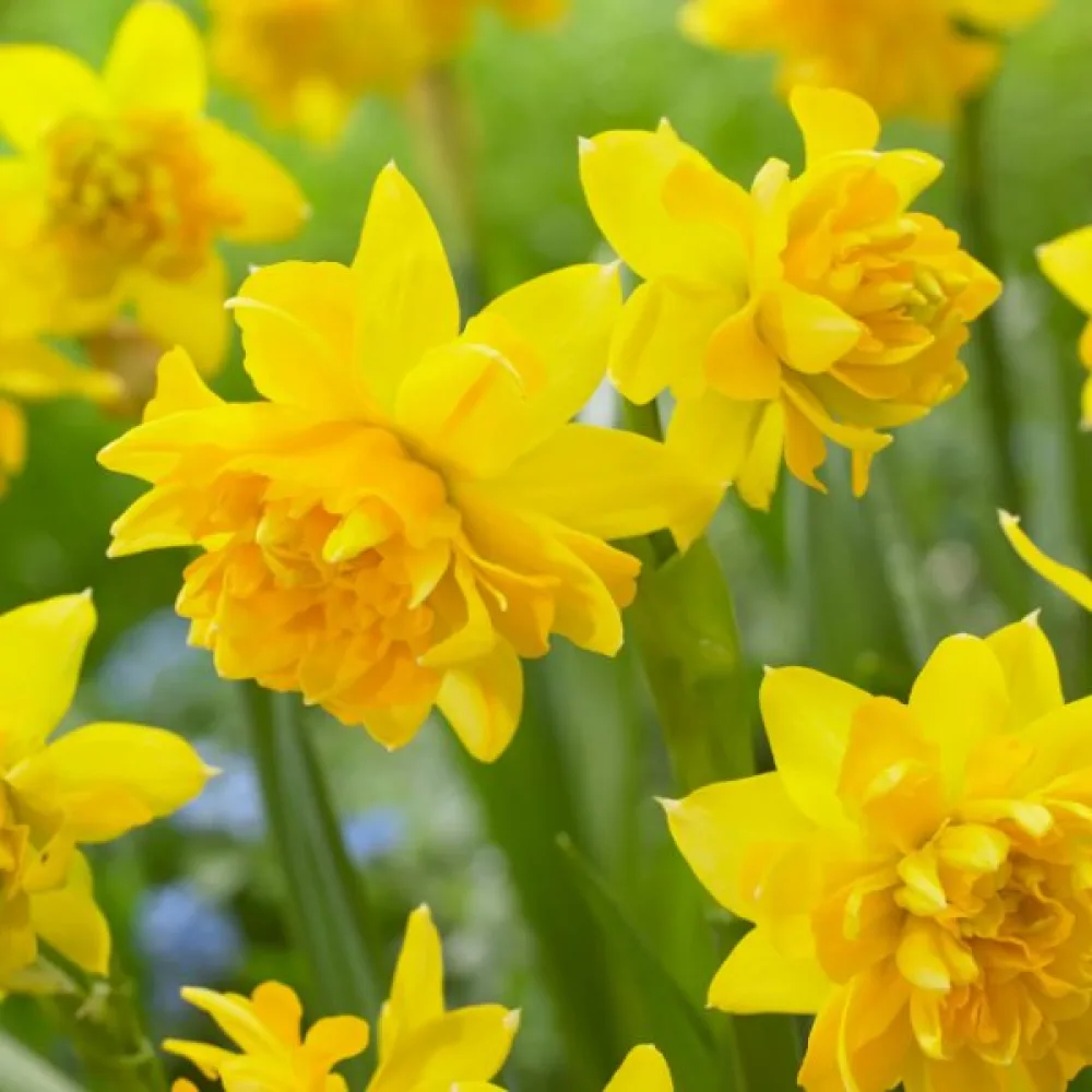 Narcis Tête Bouclé