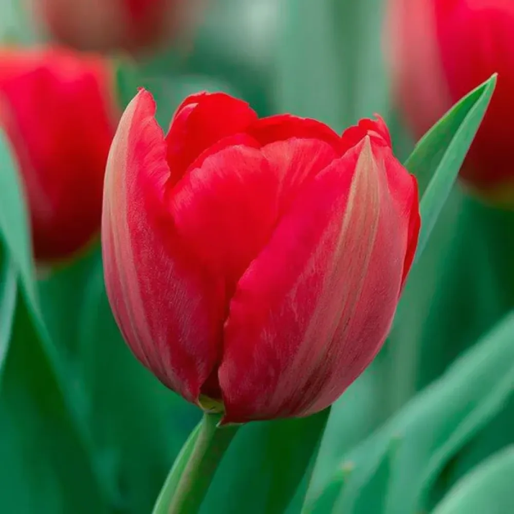 Tulipán Canadian Liberator