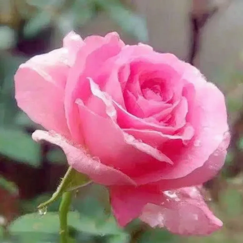 Ruža Pink Pearl
