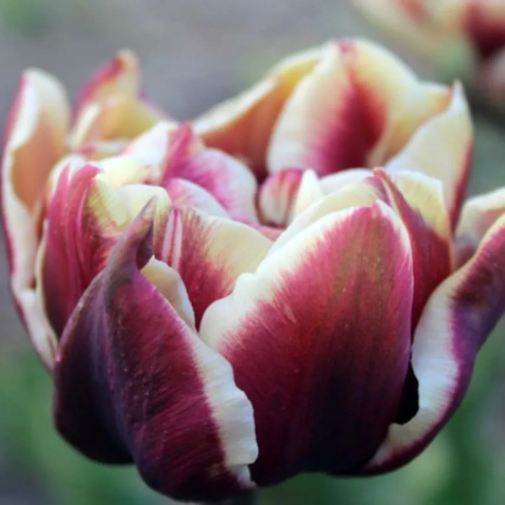 Tulipán Wyndham (vínový)