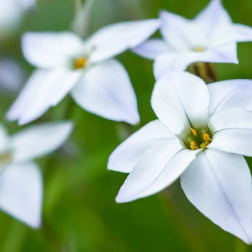 Ifeion White Star (biely)